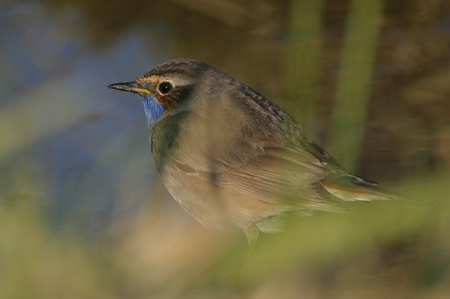 Blaukehlchen, Luscinia svecica cyanecula (LINNAEUS 1758)
