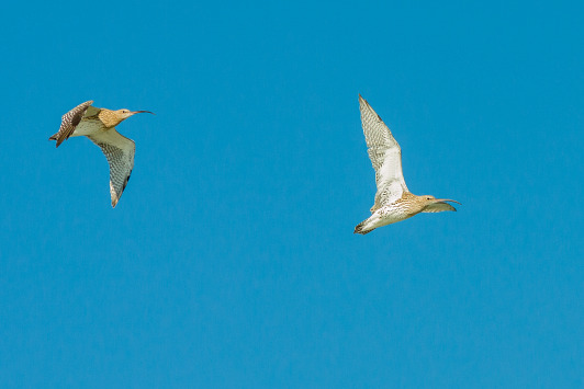 Großer Brachvogel