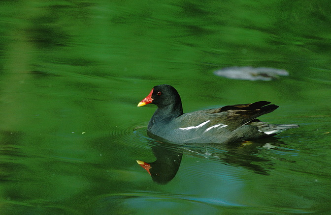 Teichhuhn / Teichralle