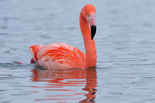 Chile- x Kubaflamingo Hybrid, Phoenicopterus chilensis x Phoenicopterus ruber (MOLINA, 1782, LINNAEUS, 1758)