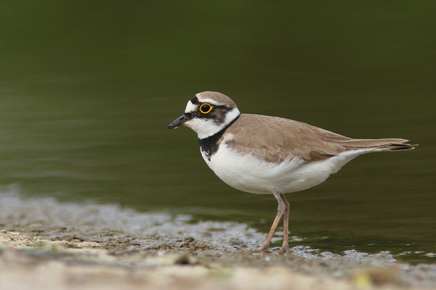 Flussregenpfeifer