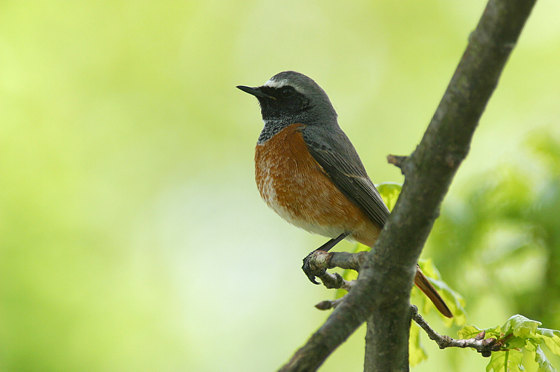 Gartenrotschwanz, Phoenicurus phoenicurus (LINNAEUS, 1758)