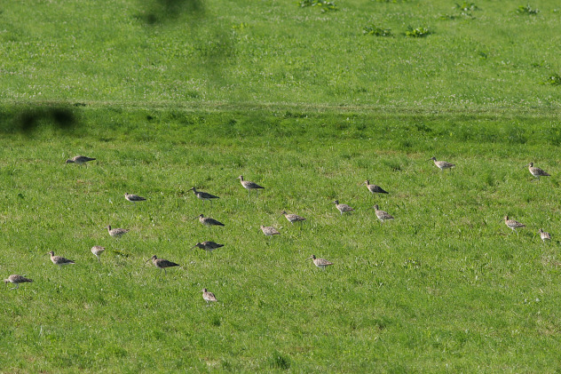 Große Brachvögel