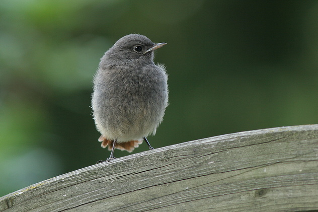 Hausrotschwanz (juv.), Phoenicurus ochruros (GMELIN, 1774)