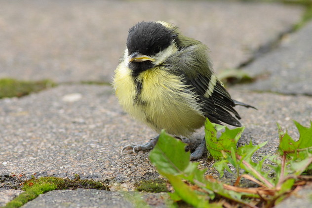Kohlmeise (juv.), Parus major (LINNAEUS, 1758)