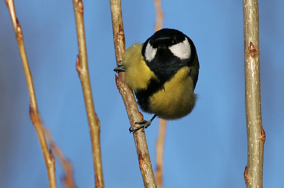 Kohlmeise, Parus major (LINNAEUS, 1758)