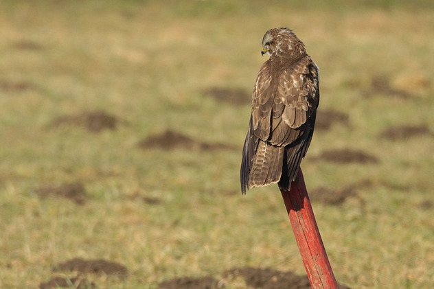 Mäusebussard