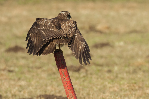 Mäusebussard
