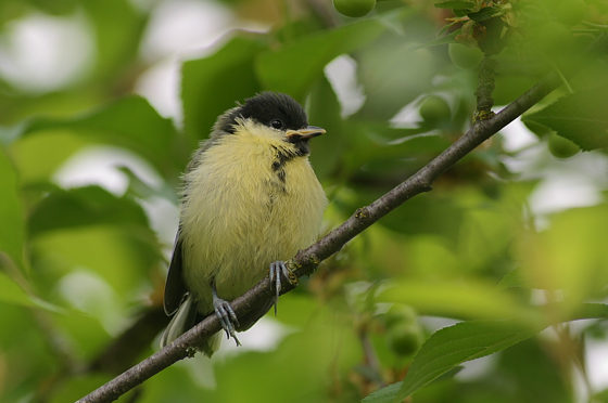 , Parus major (LINNAEUS, 1758)
