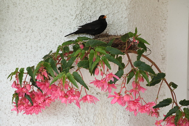 Amsel im Blumentopf