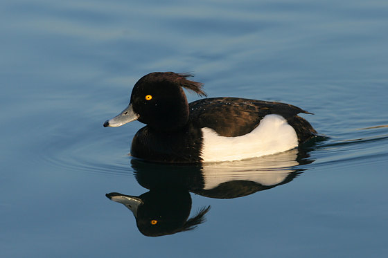 Reiherente, Aythya fuligula (LINNAEUS, 1758)
