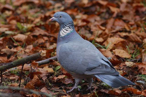 Ringeltaube