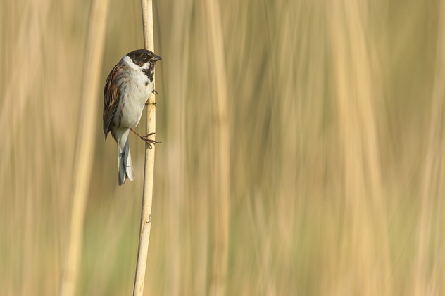 Rohrammer, Emberiza schoeniclus (LINNAEUS, 1758)