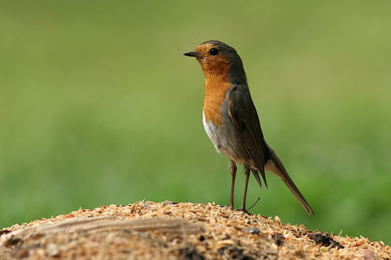 Rotkehlchen, Erithacus rubecula (LINNAEUS, 1758)