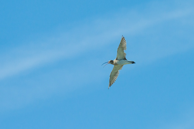 Großer Brachvogel