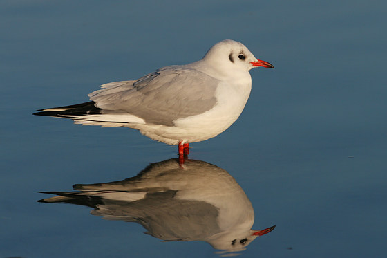 Lachmöwe
