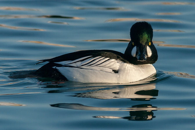 Schellente, Bucephala clangula (LINNAEUS, 1758)