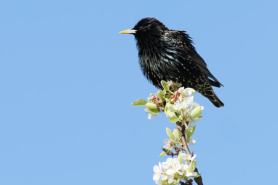 Star, Sturnus vulgaris (LINNAEUS, 1758)