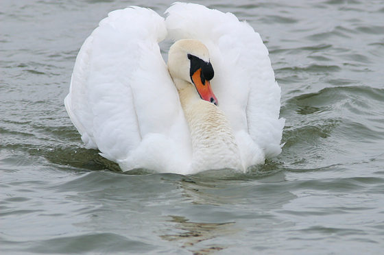 Höckerschwan, Cygnus olor (GMELIN, 1789)