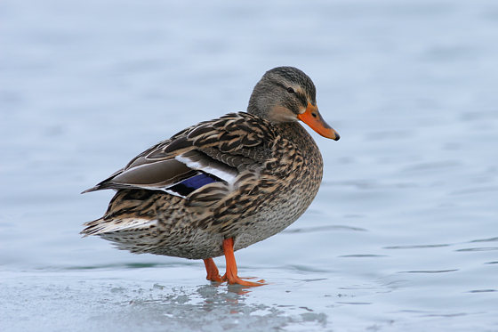 Stockente