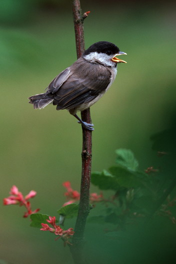 Sumpfmeise, Poecile palustris (Parus palustris) (LINNAEUS, 1758)