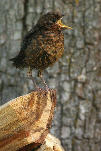 Amsel, Turdus merula (LINNAEUS, 1758)