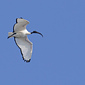 Heiliger Ibis