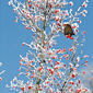 Amsel