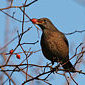 Amsel