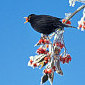 Amsel