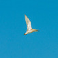 Gro&szlig;er Brachvogel