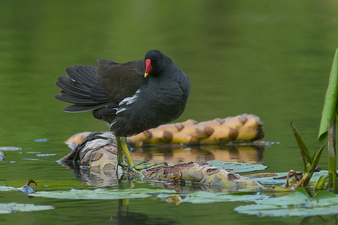 Teichhuhn / Teichralle, Gallinula chloropus (LINNAEUS, 1758)