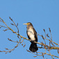 Kormoran