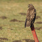 M&auml;usebussard