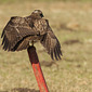 M&auml;usebussard