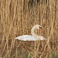 H&ouml;ckerschwan