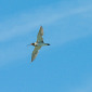 Gro&szlig;er Brachvogel