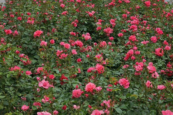 Rose Bad Birnbach