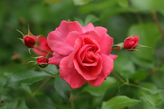 Rose Bad Birnbach