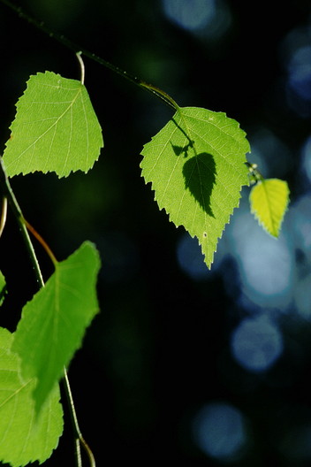 Birke, Betula pendula (ROTH)