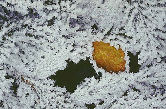 Buchenblatt