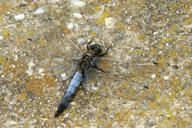 Großer Blaupfeil, Orthetrum cancellatum (LINNAEUS, 1758)