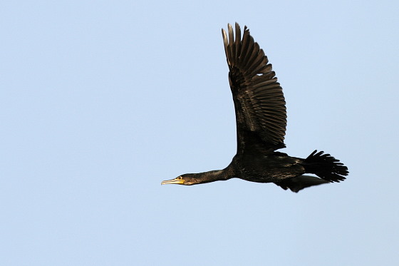 Kormoran