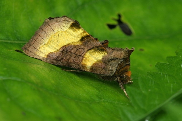 Messingeule, Diachrysia chrysitis (KOSTROWICKI, 1961)