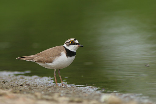 Flussregenpfeifer