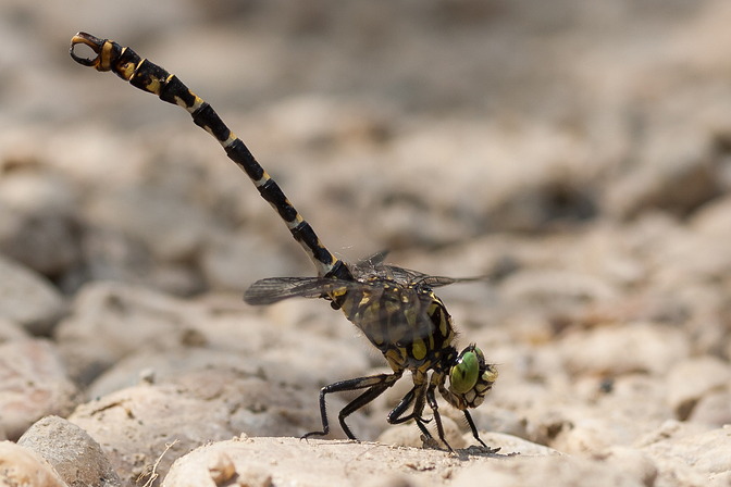 Kleine Zangenlibelle, Onychogomphus forcipatus (LINNAEUS, 1758)