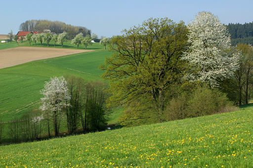 Frühling