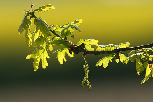 Eichenblüte