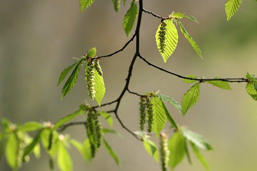 Hainbuche, Carpinus betulus (LINNAEUS)
