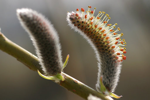 Weidenblüte, Salix spec.